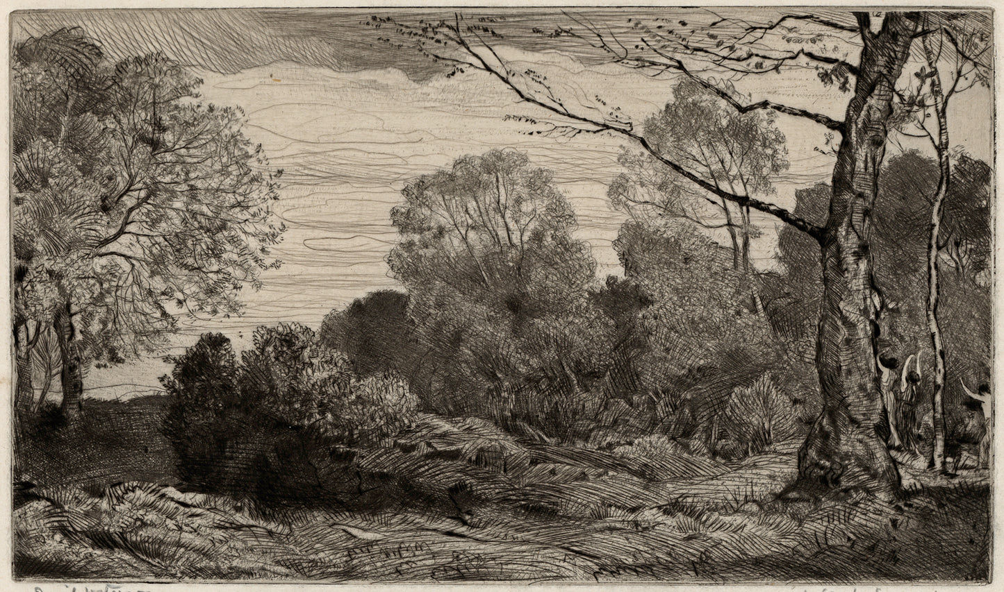 David Waterson (1870-1954) Signed Etching - A Woody Landscape
