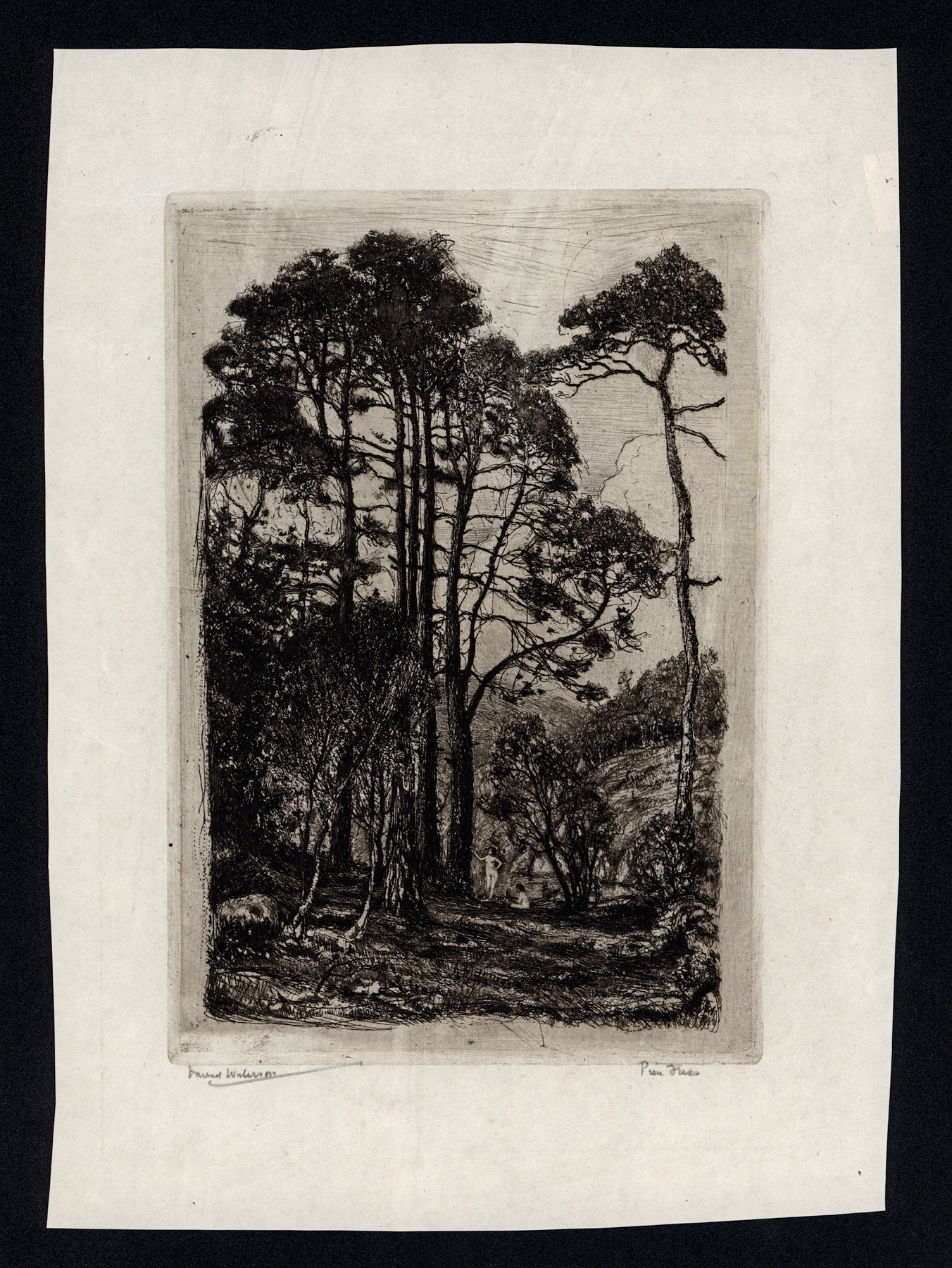 David Waterson (1870-1954) Signed Etching - Pine Trees