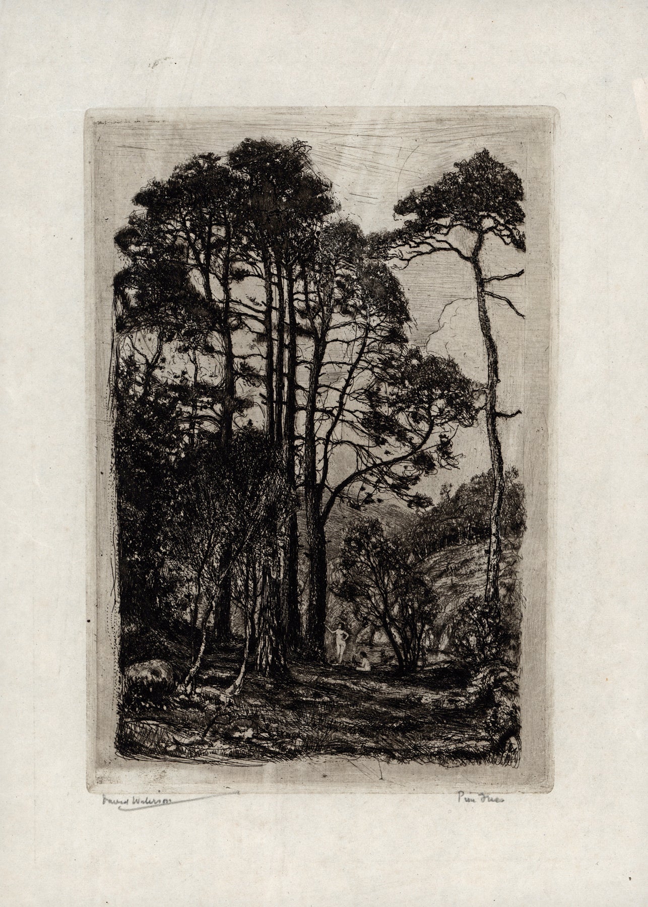 David Waterson (1870-1954) Signed Etching - Pine Trees