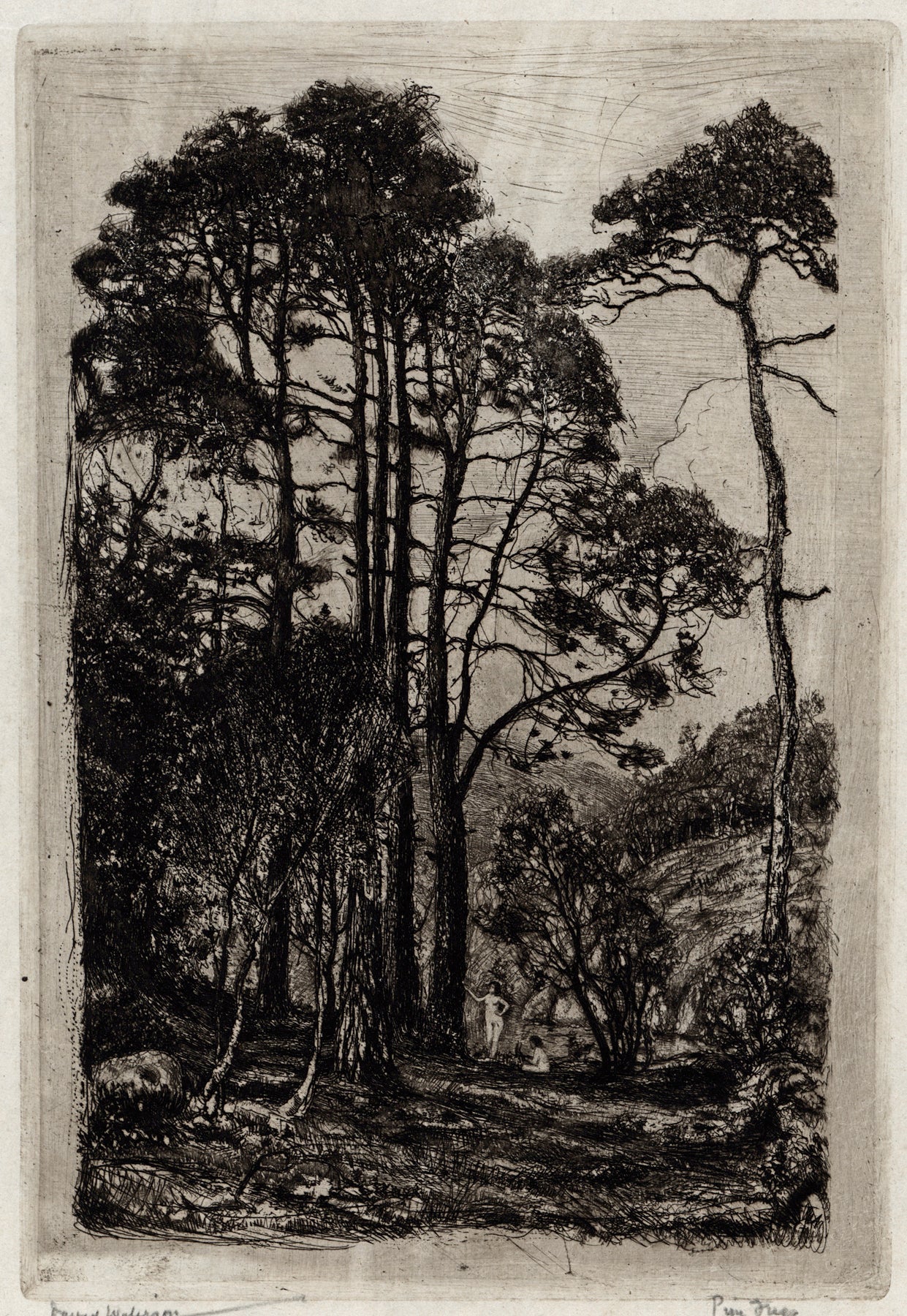 David Waterson (1870-1954) Signed Etching - Pine Trees