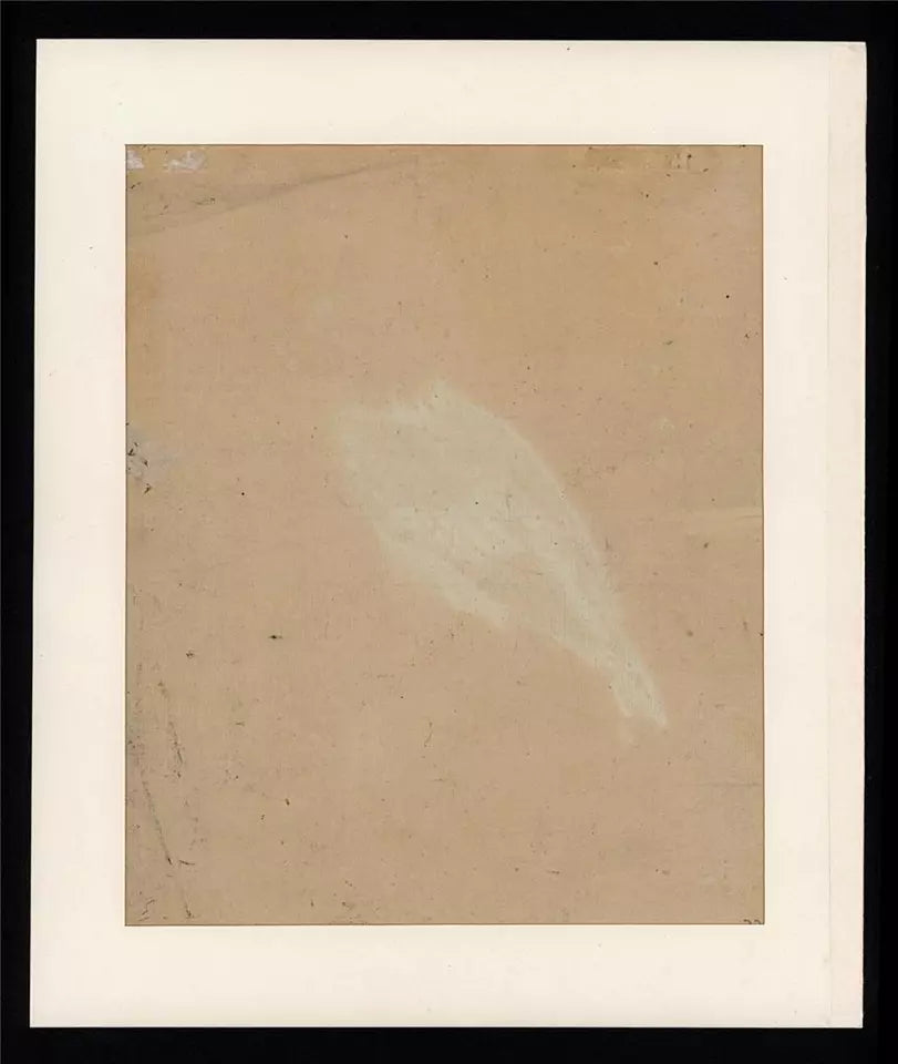 White-tailed Eagle Study - Antique Watercolour Painting - Early 19th Century