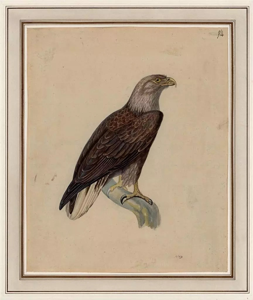 White-tailed Eagle Study - Antique Watercolour Painting - Early 19th Century