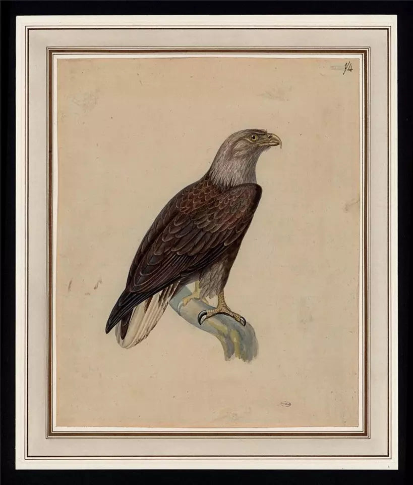 White-tailed Eagle Study - Antique Watercolour Painting - Early 19th Century