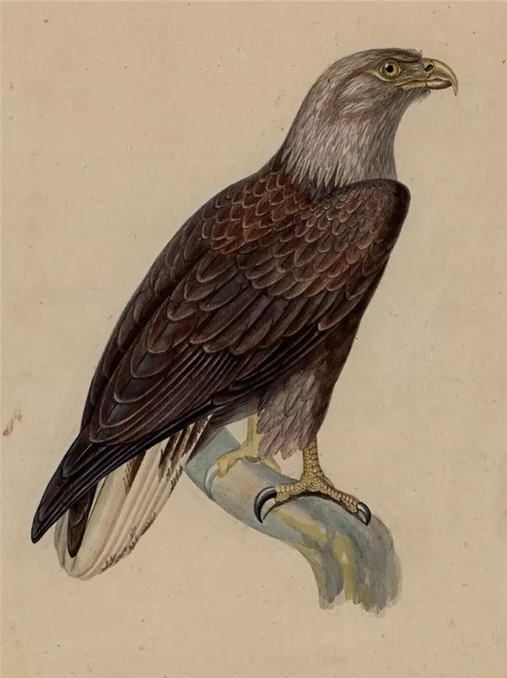 White-tailed Eagle Study - Antique Watercolour Painting - Early 19th Century