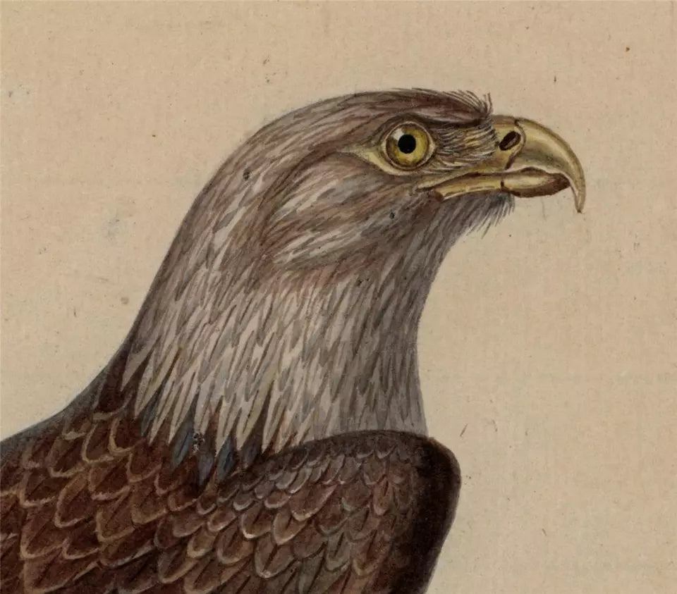 White-tailed Eagle Study - Antique Watercolour Painting - Early 19th Century
