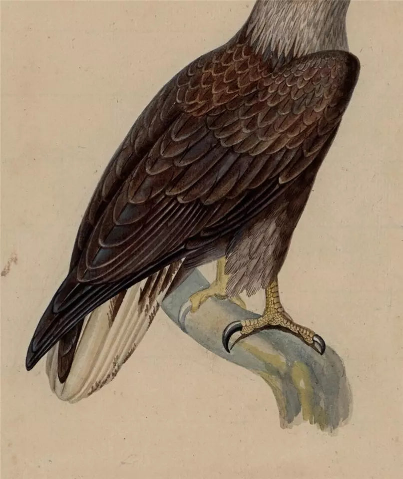 White-tailed Eagle Study - Antique Watercolour Painting - Early 19th Century