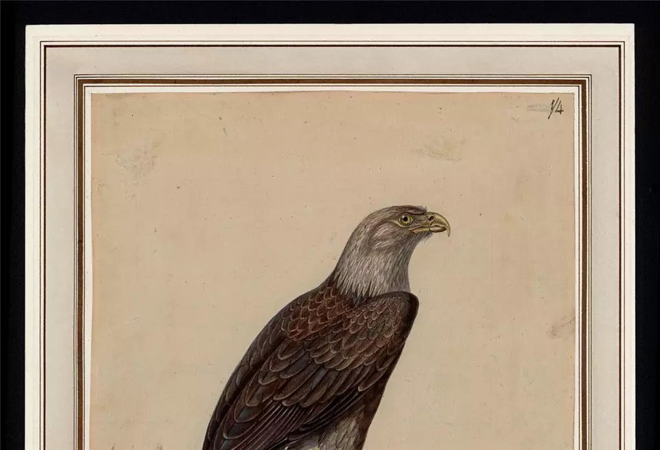 White-tailed Eagle Study - Antique Watercolour Painting - Early 19th Century