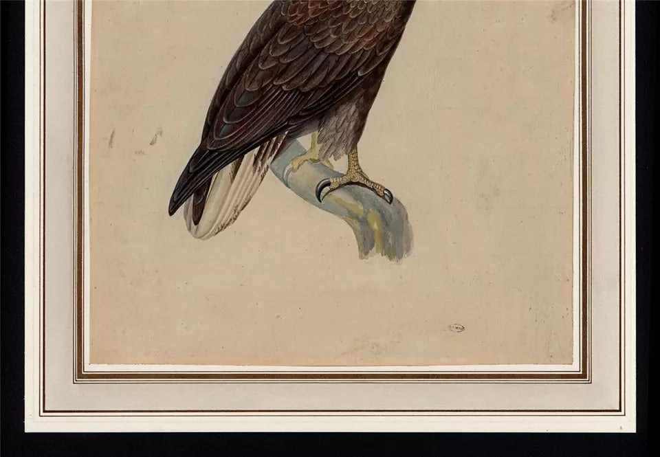 White-tailed Eagle Study - Antique Watercolour Painting - Early 19th Century