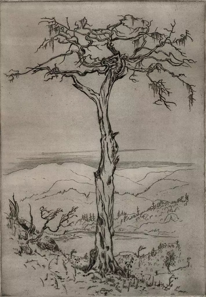 Olaf Abrahamsen Willums (1886-1967) Signed Etching - Tree Study 1921