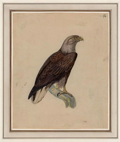 White-tailed Eagle Study - Antique Watercolour Painting - Early 19th Century