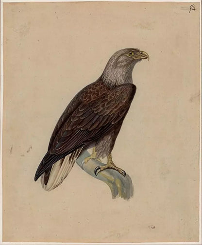 White-tailed Eagle Study - Antique Watercolour Painting - Early 19th Century