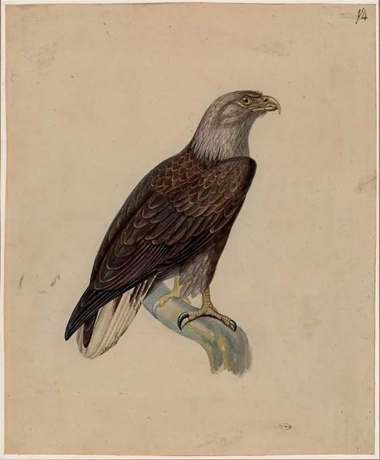 White-tailed Eagle Study - Antique Watercolour Painting - Early 19th Century