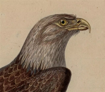 White-tailed Eagle Study - Antique Watercolour Painting - Early 19th Century