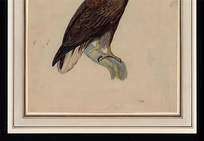 White-tailed Eagle Study - Antique Watercolour Painting - Early 19th Century