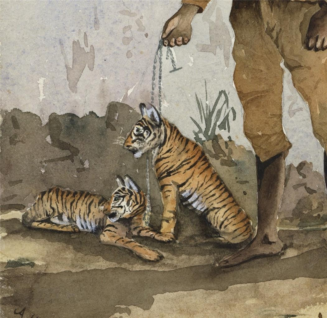 Man With Tiger Cubs India 1889 - Watercolour Painting - Arthur Herbert Hussey3