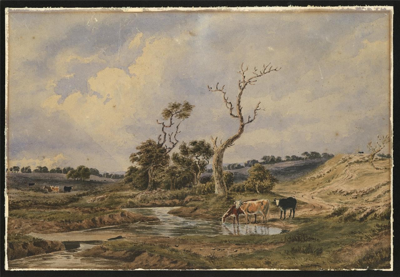Cattle In Rural Landscape Possibly New Forest? Watercolour Painting 19th Century1