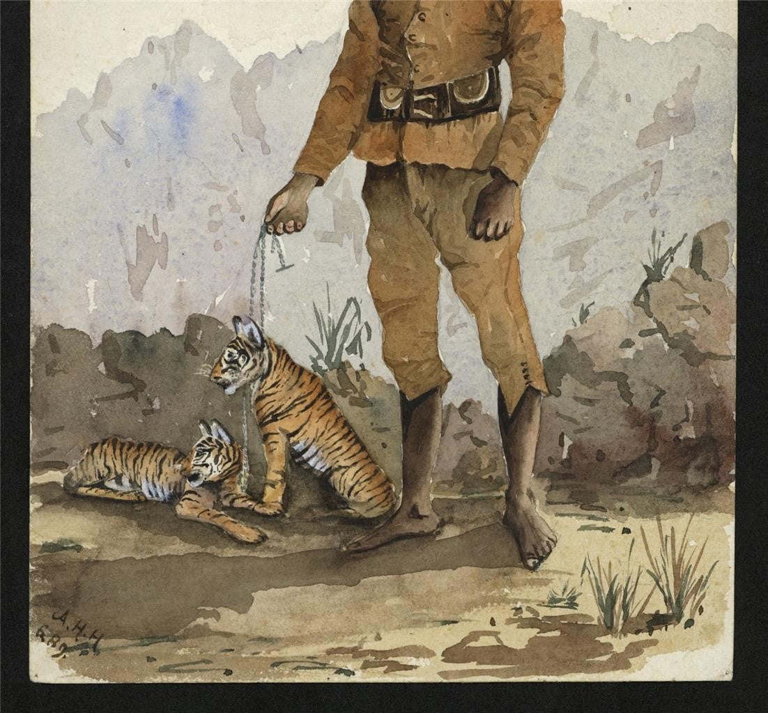 Man With Tiger Cubs India 1889 - Watercolour Painting - Arthur Herbert Hussey6