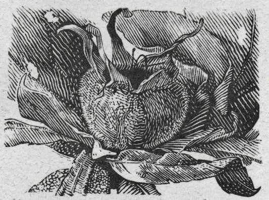 Simon Brett (1943-2024) Small Pencil Signed Wood Engraving - Still Life Flowers0