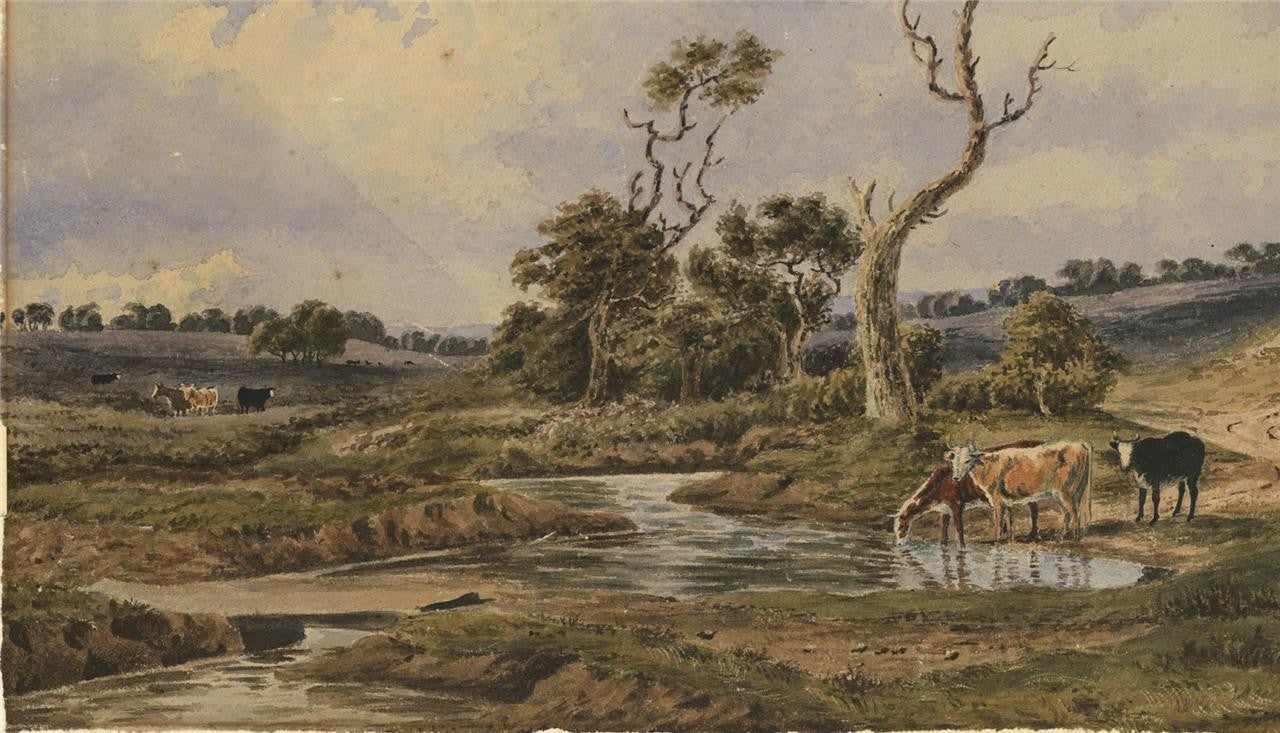 Cattle In Rural Landscape Possibly New Forest? Watercolour Painting 19th Century3
