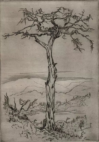 Olaf Abrahamsen Willums (1886-1967) Signed Etching - Tree Study 1921