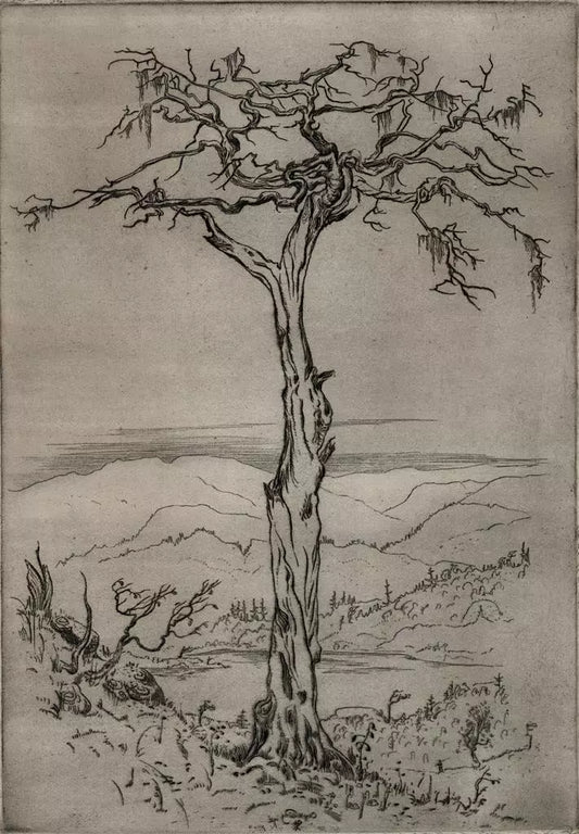 Olaf Abrahamsen Willums (1886-1967) Signed Etching - Tree Study 1921