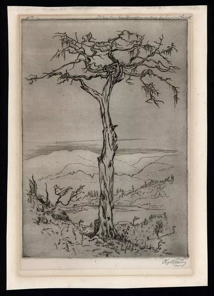 Olaf Abrahamsen Willums (1886-1967) Signed Etching - Tree Study 1921