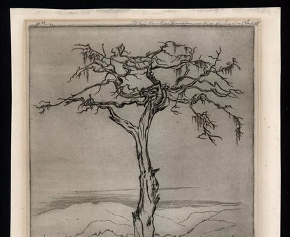Olaf Abrahamsen Willums (1886-1967) Signed Etching - Tree Study 1921