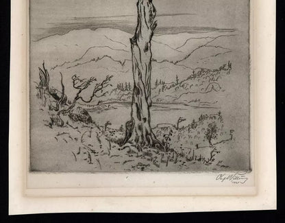 Olaf Abrahamsen Willums (1886-1967) Signed Etching - Tree Study 1921