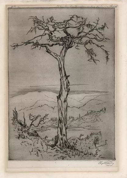 Olaf Abrahamsen Willums (1886-1967) Signed Etching - Tree Study 1921