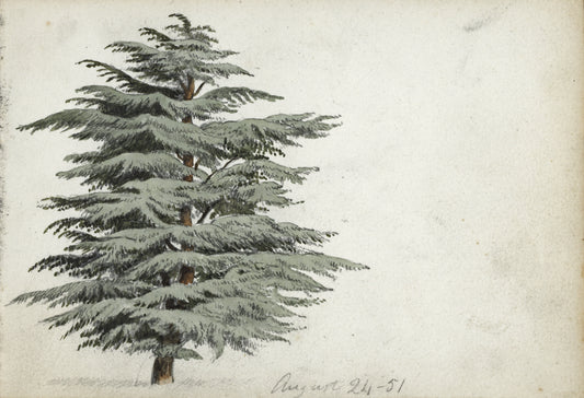 William Hubbard (1804-1870) Watercolour Painting - Study Of A Tree 1851